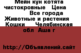 Мейн-кун котята чистокровные › Цена ­ 25 000 - Все города Животные и растения » Кошки   . Челябинская обл.,Аша г.